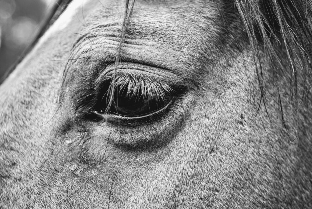 "Guacamole" closeup photo of horse by Molly Ratinoff