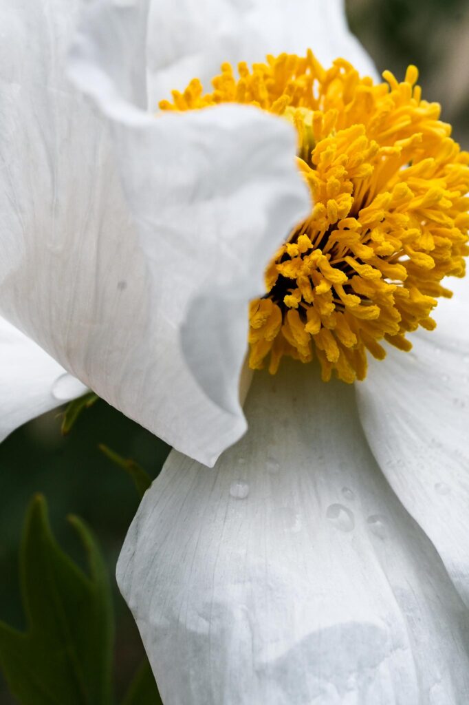 Closeup photo of white flower