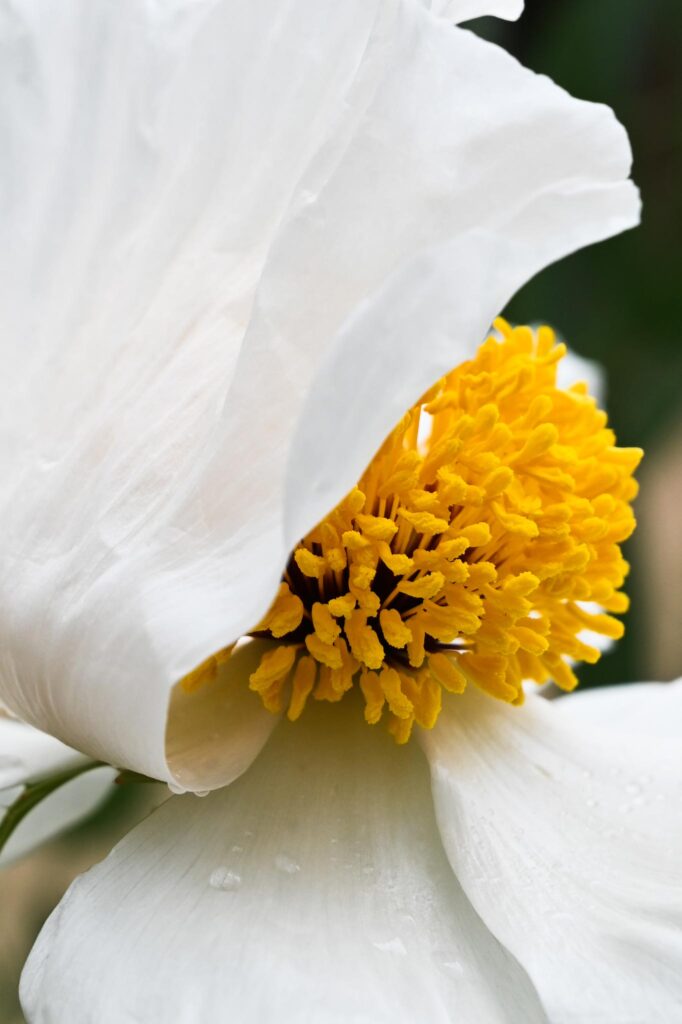 Closeup photo of white flower