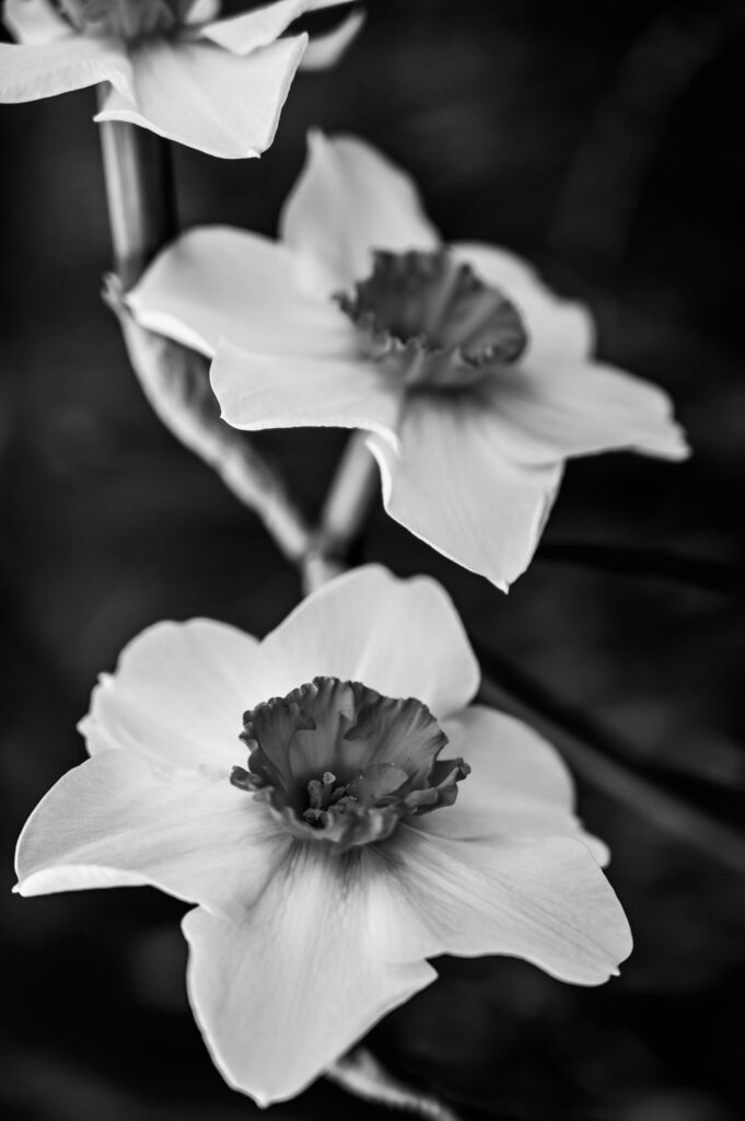 Flower photography: Black and white photo of three flowers