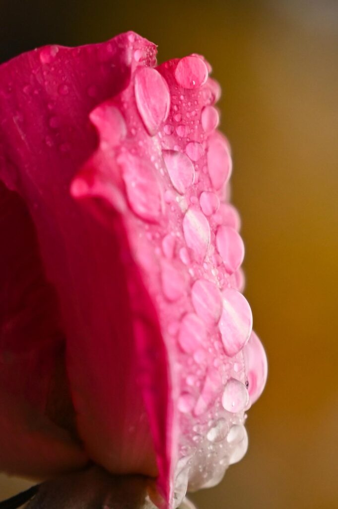 Flower photography: closeup of pink flower with dew