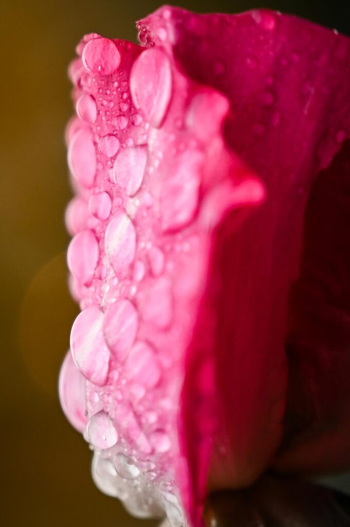 Flower photography: closeup of dewy pink flower petal