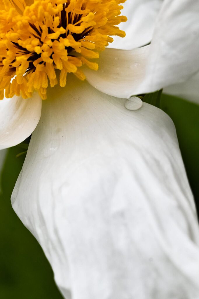 Flower photography: closeup of magnolia flower
