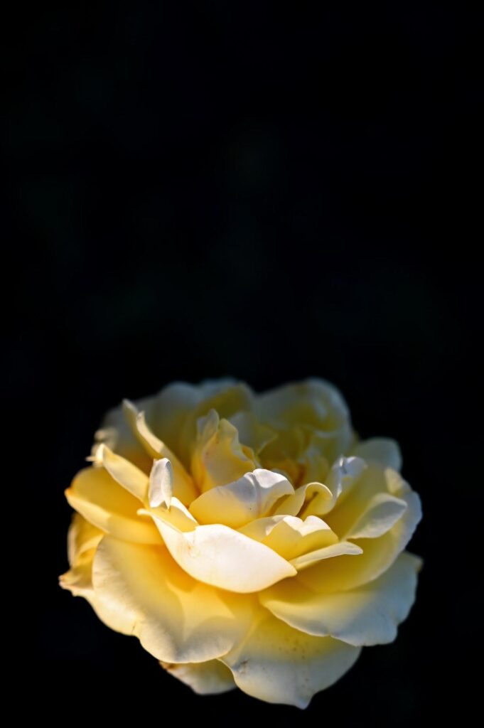 Flower photography: dramatic closeup photo of blooming white rose against black backdrop